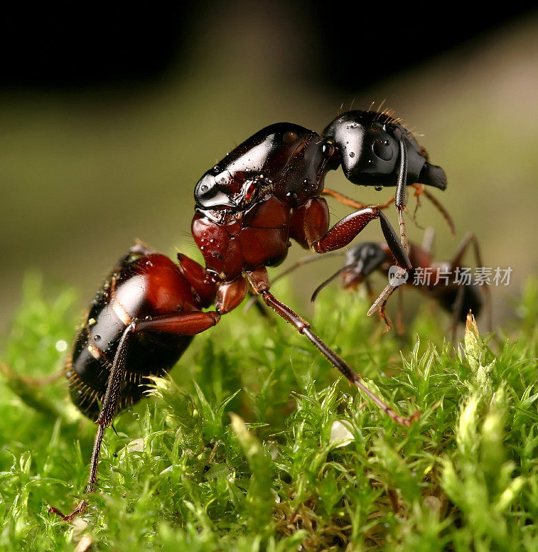 蚁后，Camponotus ligniperdus